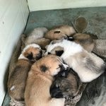 [댓글부탁해] <b>이</b> <b>강아지</b> 무슨 종이야,,?