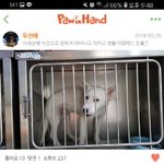 [강아지] <b>동물</b>농장 촬영까지 했다 입양기다리던 강아지 후기입니다...