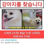 [꼭봐주세요] <b>울산</b>에서 강아지 찾습니다.