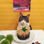 잔뜩 멋부린 냥이의 한상차림