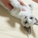 [고양이] 빵떡냥 <b>크리미</b>를 소개합니당3