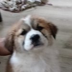 [댓글부탁해] 우리<b>집</b> 강아지 <b>이</b>름지어져ㅠㅠㅠ