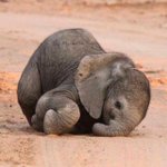 다이어트중에 사과먹는거 어떻게 생각함