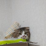 [고양이] 야옹이들..<b>이사</b>가기