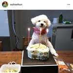 너네 이 강아지 다들 <b>알지</b> ㅋㅋㅋㅋㅋ