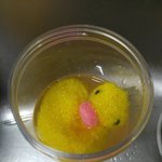 [더러움주의] 우리집 <b>수세미</b> 겁나 불쌍함ㅋㅋㅋㅋㅋ