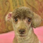 상문/푸들/남아/4살/3.5kg    <b>우직</b>한 상문이예요.