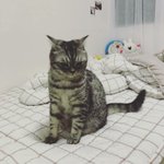 [고양이] <b>야옹이들</b> 보고가슈