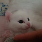 이제 한달..<b>미미</b>