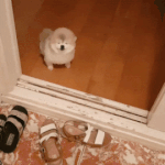 노란피부 <b>톤업</b> 크림 추천 좀 ㅈㅂㅈㅂㅈㅂ