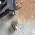 [고양이] 회사로 들어온 새끼 길냥이 3