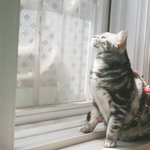 [댓글부탁해] 나보다 센 애들 건드렸어 <b>오케이</b>?
