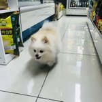 [방탈죄송] 강아지를 데리고있어요!!