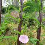 [댓글부탁해] <b>철장</b>을 살려준 나팔꽃