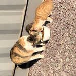 길냥이 <b>도움</b> 줄 수 없을까요??