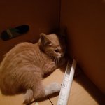 [고양이] 보닛속에 있던 아기냥이.