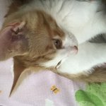 [댓글부탁해] 얘들아..ㅋㅋ 막상 고양이 키워보니까...ㅋㅋㅋㅋ
