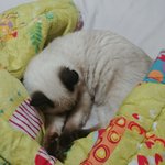 [댓글부탁해] 고양이 <b>집사</b>있어?