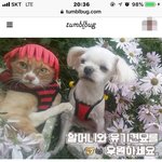 [유기견<b>후원</b>] 할머니 도와주세요!!