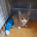 [고양이] 보닛속에있던 아기냥이.