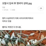 <b>비엘</b> 보면서 트위터하다가