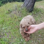 [꼭봐주세요] *사진*(추추가)<b>대천</b>해수욕장에 푸들 유기한 인간아!