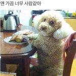 [EXO] 우울할땐 멍쨩과 냥쨩을 보자