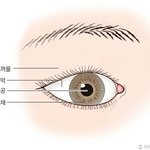 제발 동공이랑 검은자 구분좀