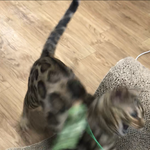 [고양이] 나는 <b>로저</b>, 직업은 고양이11