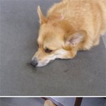 왜 <b>코르</b>기 <b>코르</b>기 하는지 알겠다