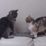 [드루와] 머리 바꿀껀데 추반좀!