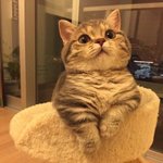 나 드디어 고양이 키우기로했어!!!!