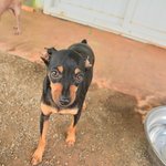 <b>리본</b>/미니핀/남아(중성화완료)/6개월추정/3kg  끔찍한 강아지공장에서...