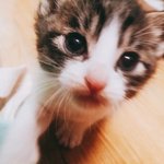 꼬미봉구4