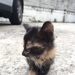 [냥냥길냥이] 길냥이들을 <b>소개</b>합니다