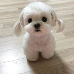 언간에서 3900원 <b>짜리</b> 티 시켰는데