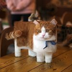 [<b>네모</b>고양이] 얘들아 이짤 ㄹㅇ 팩트임?