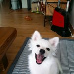 [EXO] 뜬금ㅈㅅ 뽀실이 기억나는사람  뽀실이 <b>근황</b>임