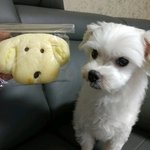 [드루와] 내 심 이름좀 정해주라