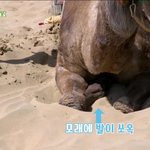 [EXO] 살다살다 낙타 따라하는 아이돌은 <b>첨봄</b>ㅋㅋ