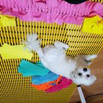 [흰둥이] 흰둥이의 자체제작 코담요(<b>노즈</b>워크)