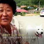 <b>진도</b>에서 진돗개를 등록하는 이유