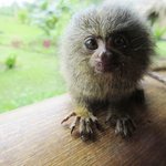 남아공 정글에서 본 <b>생물</b>들