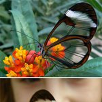 속이 훤히 들여다보이는 <b>생물</b>들