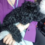 찾습니다!!!!!!!! 보호소들어가면 <b>열흘</b>뒤에 안락사 한데요 ㅠㅠㅠㅠ