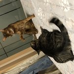 [고양이] 초코<b>쿠키</b>네 8