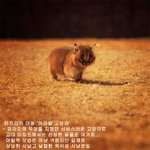 파라오의 <b>무덤</b>을 지켰던 냥이