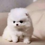 [드루와] 나 돼진데 <b>존</b><b>잘</b>남한테 고백받음..