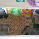 햄스터를 <b>주어</b>왔는데~~~