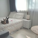 애견 <b>동반</b> 가능한 풀빌라 펜션 아시는 분~